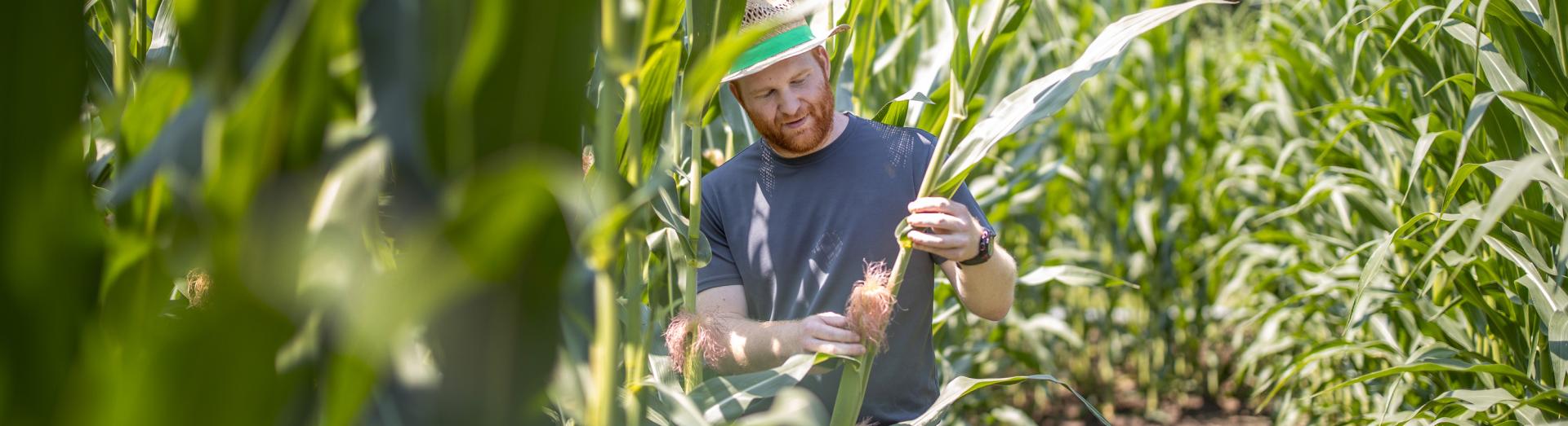 Mann steht im Maisfeld