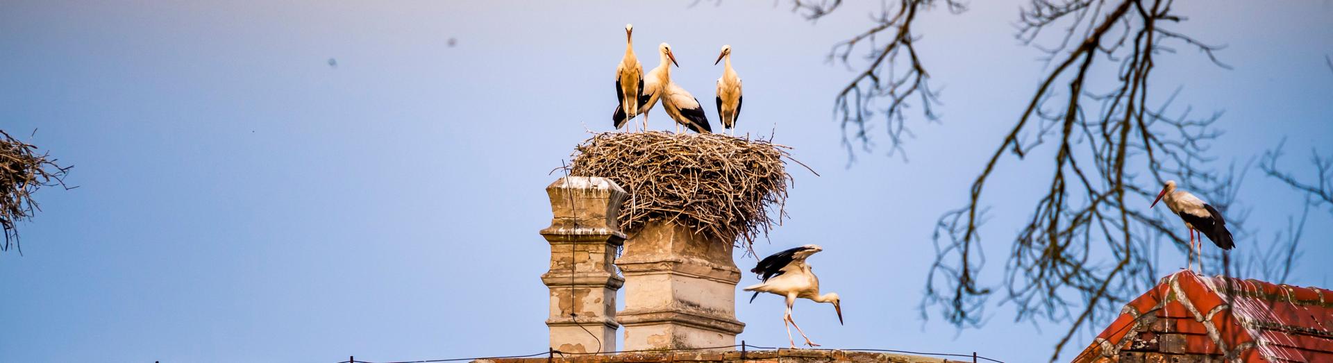 Störche am Rauchfang eines Daches in einem Nest
