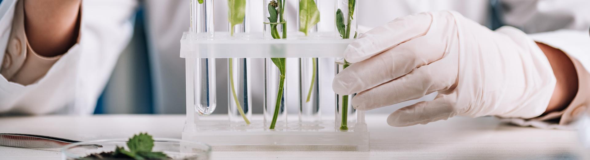 Dame arbeitet mit kleinen Pflanzen in Teströhrchen