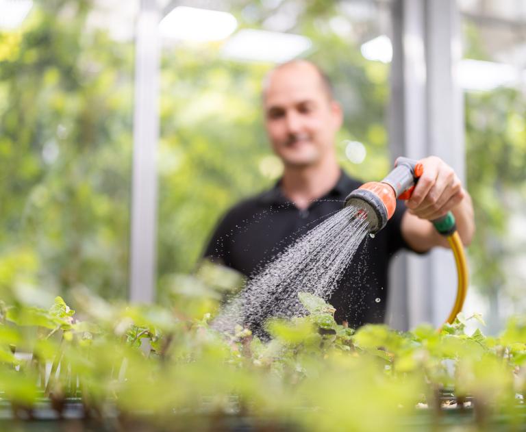 Ein Mann gießt kleine Pflanzen in einem Gewächshaus mit dem Schlauch
