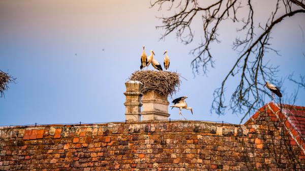 Störche am Rauchfang eines Daches in einem Nest
