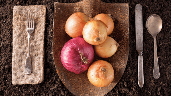 Zwiebel auf einem Holzbrett und Besteck