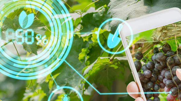 AR im Weintraubenanbau