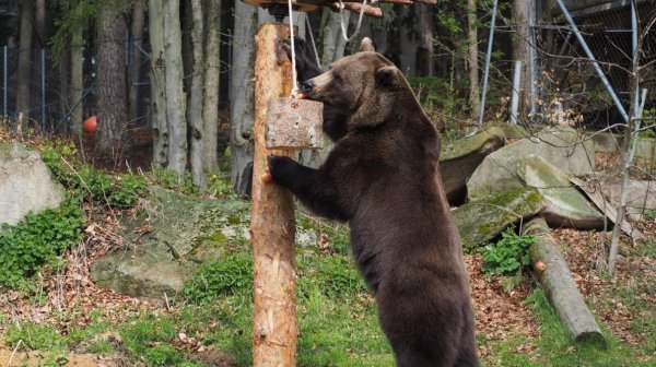 Bär Erich beim Rüttelbaum
