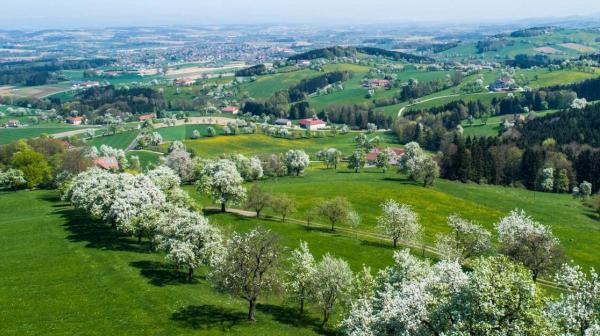 hügelige Landschaft mit vielen blühenden Bäumen