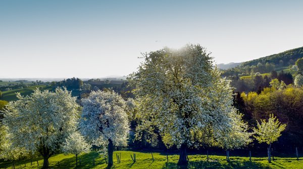Nahaufnahme von blühenden Bäumen