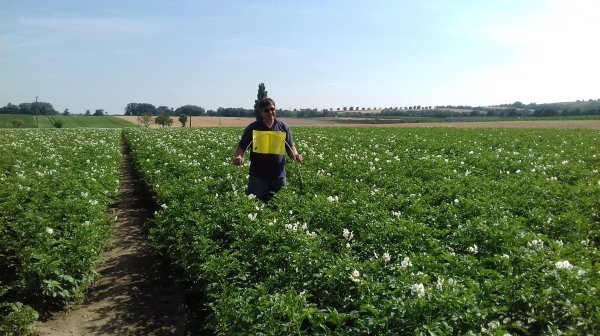 Kartoffelfeld mit Person