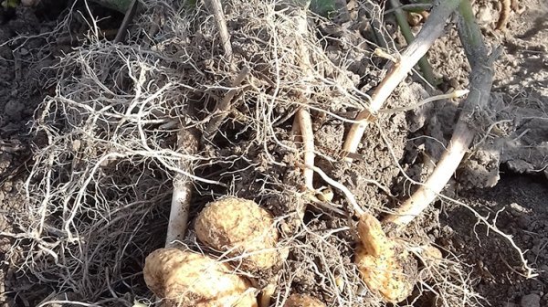 Stolburbefall Kartoffel