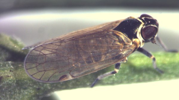 Windenglasflügelzikade 